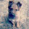 Наливайте, бо вже їдять profil fotoğrafı