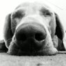 Megin Dog 的头像