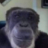 MonkeZoo 的头像
