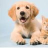Фото профиля Kipenzi Pets