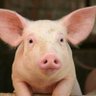 Фото профиля THE PIG DADDY