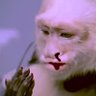 Profilbild von bloody monkey (DMK)