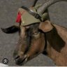 Yocaa y la cabra de la Legión.'s profile picture
