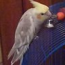 Pepe Le Moko(pepelemoko45.bsky.social) profil fotoğrafı