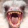 🔸️The.Angry.Ostrich. profil fotoğrafı