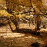 Woodchips 的头像