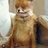 SM🦊 profil fotoğrafı