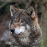 Profilbild von Steve