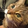 Фото профиля にゃんこ
