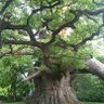 Damo🌳 的头像