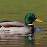 Profilbild von Mallard