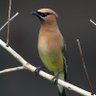 Wildlife Lover's profile picture