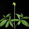 Profilbild von Arisaema