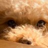 ちゃ4430 profil fotoğrafı