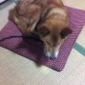 生き物係@🦴とってこい🐕担当 profil fotoğrafı