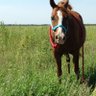 Фото профиля BTSquestrian ⁷