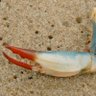 Crabclaw's profile picture