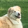 Great Pyrenees 的头像