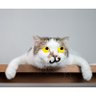 Profilbild von Catowl(ねこふくろう)