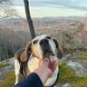 Pet Rescuer 的头像