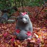 谷村紅葉 profil fotoğrafı