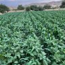 احمد profil fotoğrafı