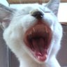 Profilbild von 上田の積みプラ屋