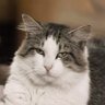 Profilbild von Gordon Shumway