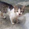 น้องกุชชี่ 的头像