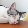 Tusubasabasa profil fotoğrafı