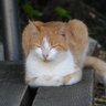 RMT profil fotoğrafı