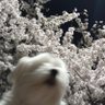 두둥실's profile picture