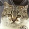 Profilbild von котик тошнотик →