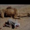 nabil aljalal's profile picture