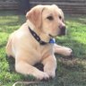 Woodhouse's profile picture