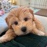 ぺこの家's profile picture