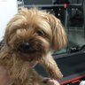 Cachorro Nervoso | P2P 的头像