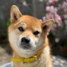 ケンタッキー profil fotoğrafı
