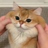持续打哈欠's profile picture