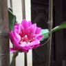 Thúy Hồng 的头像
