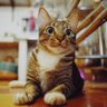 玉凤's profile picture