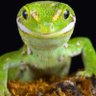 Greenlizard's profile picture