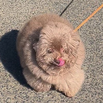 __mohu_c's profile picture