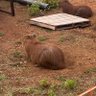 capivara carioca's profile picture