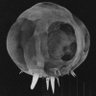 Tunguska's profile picture