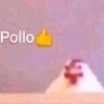 Pollo profil fotoğrafı
