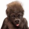 Profilbild von Sergi