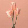 🌹🌹🌹🌹🌹's profile picture