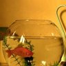 Bubbler profil fotoğrafı