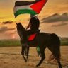 Abo Hamza's profile picture